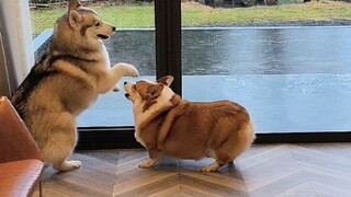 What will the corgi and husky do when they are alone at home? It makes me cry...