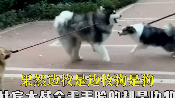 A Border Collie is a Border Collie, and a dog is a dog—when a Doberman takes on a Golden Retriever, 