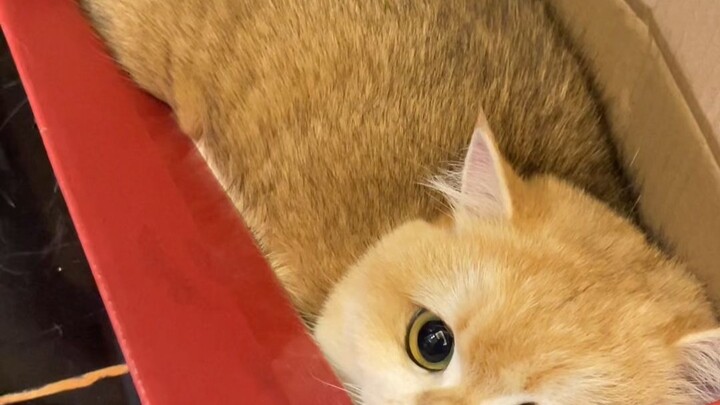 Evil! Wicked! Golden Tortoiseshell