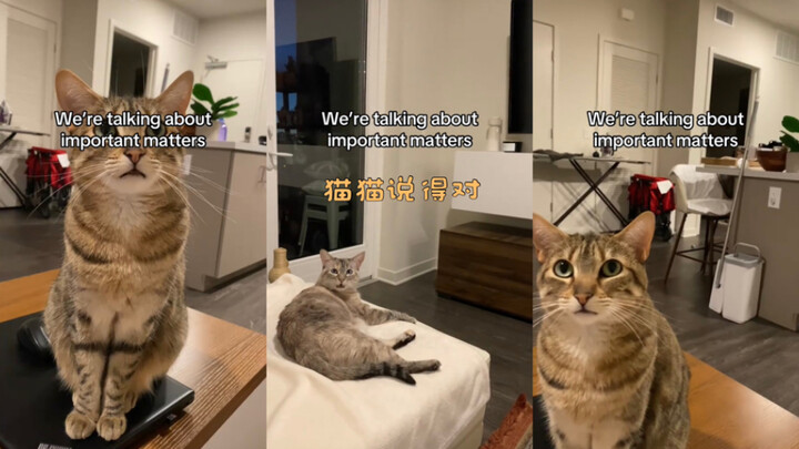 أعتقد أن كاتو على حق.