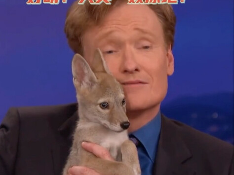 Công việc này tuyệt quá! Mình phải đi âu yếm các em thú con thôi!