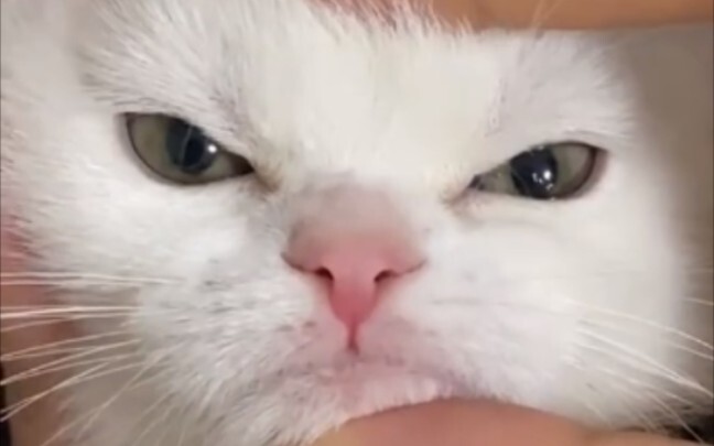 Oh no, the cats have totally spoiled them!!