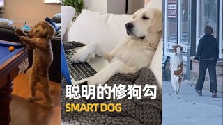 可能是人类转世而来的修狗勾