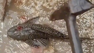 Tukang Sapu: Mengapa manusia begitu kejam?