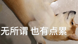 【柴犬尿尿很黄】【慎入！！！】算了，反正憋不住了，摆烂吧