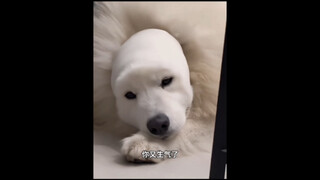 Anjing: Siapa yang ngajarin kamu mencukur bulu kayak gini?