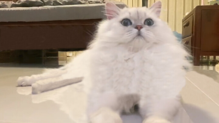 [Animals]Cat don’t want to eat the milk pudding I've eaten!