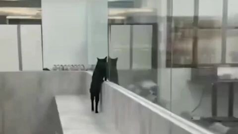 si tam belajar cara walking model keep fight si tam