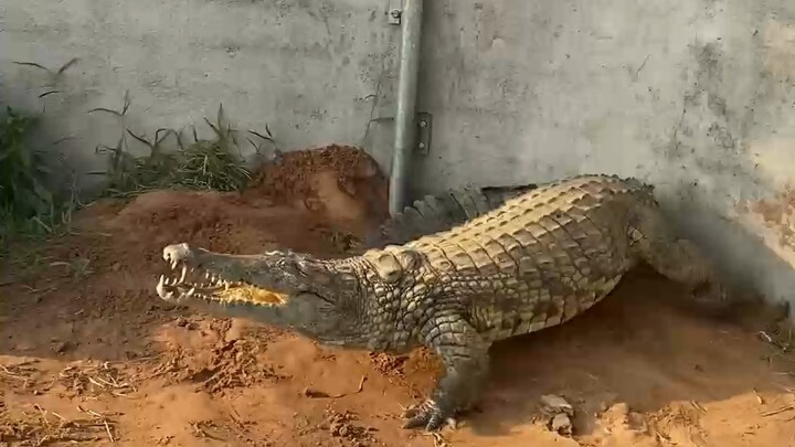 Send Him to Be a Keeper #CrocodileTreasure#CrocodileTreasureCrocodileLiquor#Health-BoostingLiquor