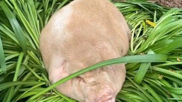 ทำไมมันถึงไม่มีหูล่ะ?