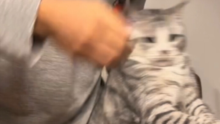 Psikologi memelihara kucing: Bagaimana jika kucing tidak mau masuk kandang?