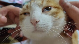 อืมมม~ การนวดลูกแมวเป็นอะไรที่เสพติดได้…
