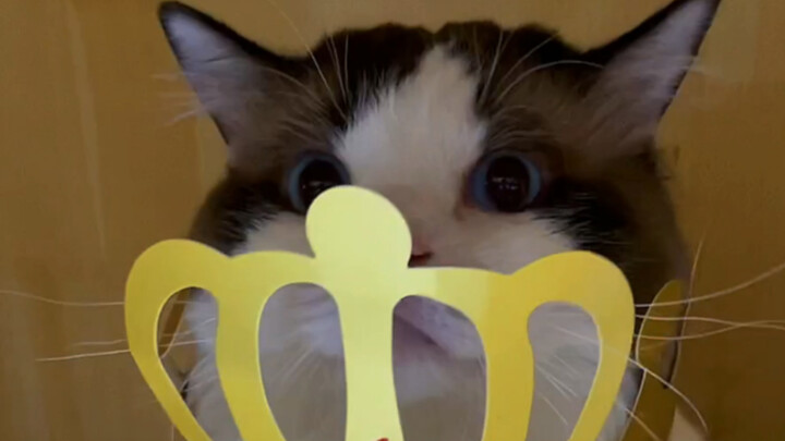 Ten-Ingredient Great Tonifying Pill