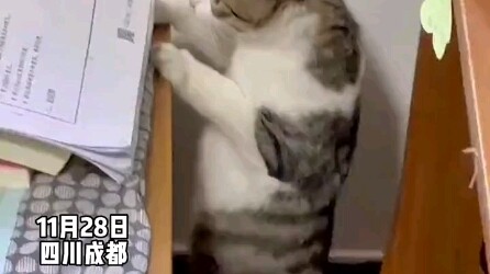 แมวน้ำเชื่อฟังคำสั่ง ใต้หนังสือจับหนู