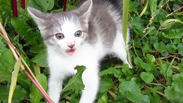 قطة برية تنتفض غاضبة بعد أن رأت البشر للمرة الأولى