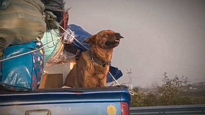 Bukan cuma menempati satu tempat di dalam mobil, tapi juga menempati satu tempat di hati tuannya.