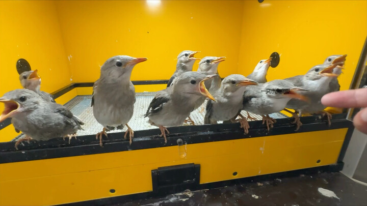 Let’s all experience the electro‑bird together.