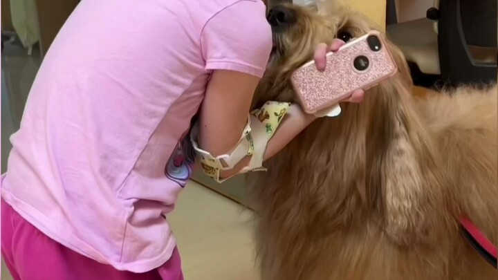 Khoảnh khắc tuyệt nhất của chú chó dịch vụ Brody tại bệnh viện nhi