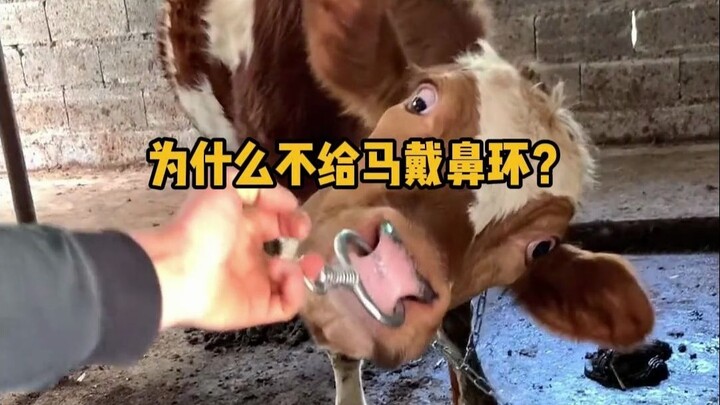 ทำไมไม่ใส่ห่วงจมูกให้ม้าล่ะ? #ความรู้ทั่วไป #สัตว์มหัศจรรย์ #ม้า #เพิ่มความรู้