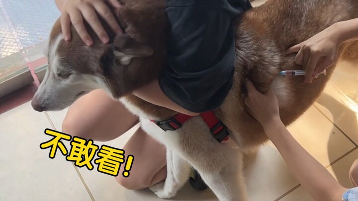 Taking my Husky to the vet for a few shots—will it be scared?