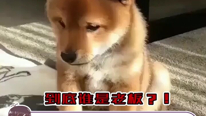 ربما هذه هي المرة الأولى التي يواجه فيها المدير مثل هذا الأمر أيضًا~