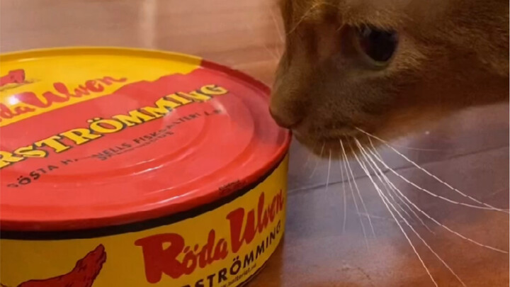 My Bro Jun and I Stupidly Tackled the Sardine Can Challenge—and This Is What Happened…