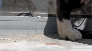 I often feed stray cats and they recognize me.