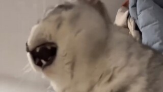 Cat: This damn static electricity has ruined my tenderness