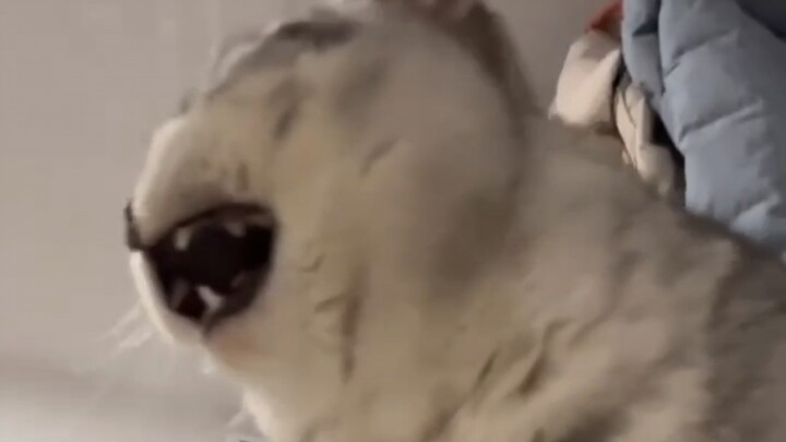 猫：这该s的静电毁了我好多温柔