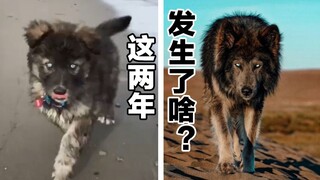 What made the dog transform from a mountain king into a domineering CEO within two years?