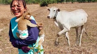 Hello My Friend!! Little Adorable Toto, Yaya Doesn't Feel Well When Mom Stay Close To Little Cow