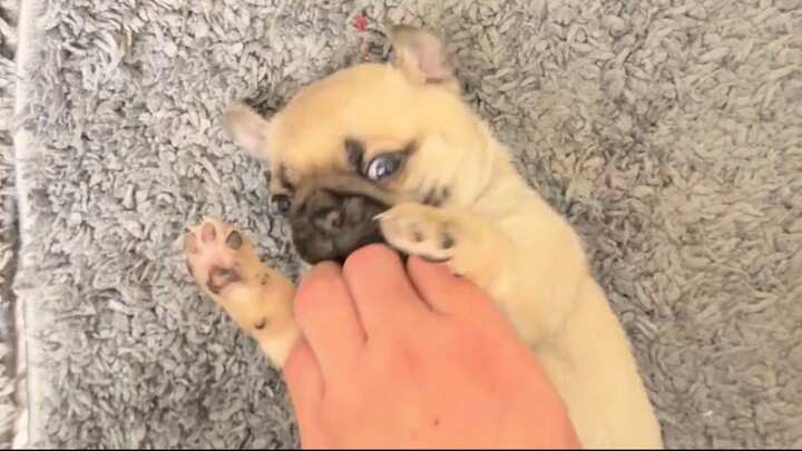 Puppy play time‼️❤️