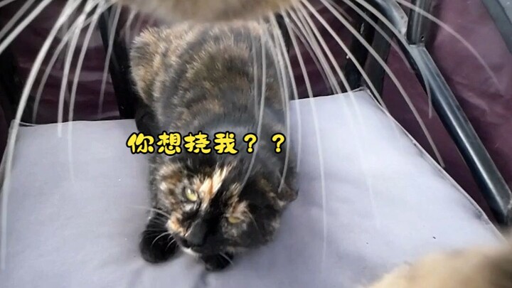 “Kucing kecil juga suka berteman”, kucing macan tutul Douchuan dan para “teman kucing”-nya!