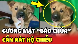 Lộ diện gương mặt "BÁO CHÚA" cắn nát sổ HỘ CHIẾU bà già 😂 | Yêu Lu