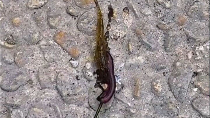 Fisherman: This trick is too powerful!