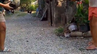 sparring stags 7 months old