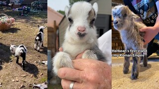 Kambing kecil yang tidak bisa tumbuh besar ini, aku mau satu karung