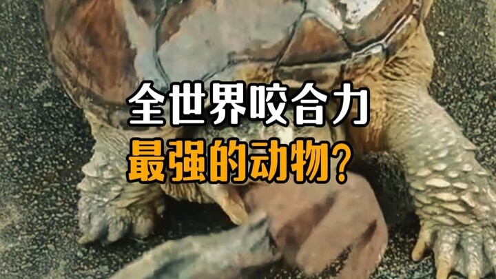 Which animal has the strongest bite force in the world?