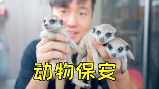 Saya mempekerjakan 6 meerkat sebagai penjaga keamanan untuk perusahaan saya, dan bos saya memuji say