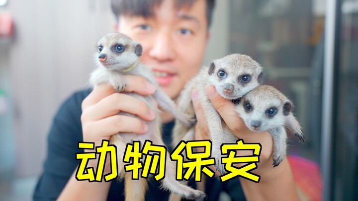 给公司请了6个狐獴当保安，老板夸我太专业了！