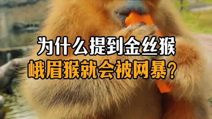 Why do people get trolled online whenever Golden Snub-nosed Monkeys or the monkeys of Mount Emei are