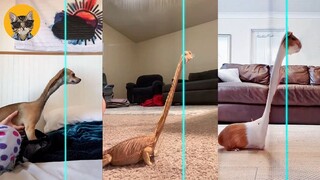 Time Warp Scan Jurassic - TikTok Compilation Dogs And Cats | Pets House