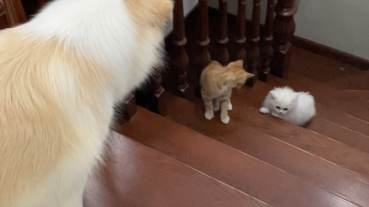 Poor little Bai, either being bullied or on the way to being bullied every day.