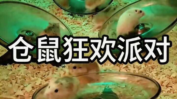 Chào mừng bạn đến với bữa tiệc tưng bừng của những chú chuột hamster! Khoảnh khắc vui vẻ bên chiếc b