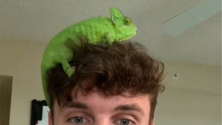 A chameleon, lying on the roadside in a dying state, was taken home by netizens and even landed a "f