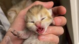 [Mèo cưng] Vlog: Cùng thăm bốn anh em mèo con vừa sinh