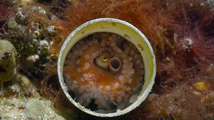 苍白蛸：唯一一次拥抱幼崽，却是永别之时。