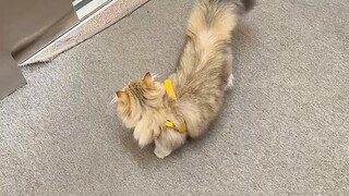 Messi: I’m too tired from playing. I’ll go home and show off #cutepetdebutplan#cat#pet#cute @阿夫Ashra