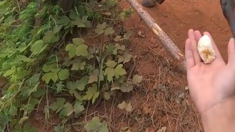 Keponakanku membawa seekor anak anjing...