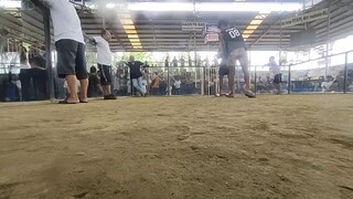 laki ng pinares loss tayo mga body.